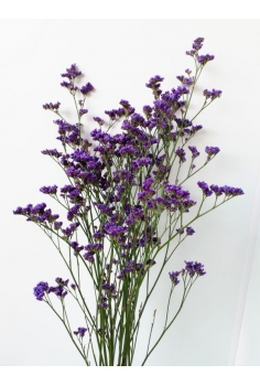 LIMONIUM (POMO 70cm)...