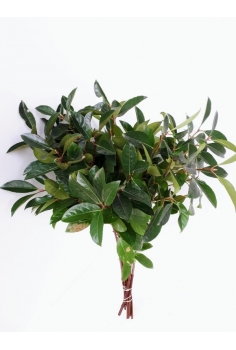 LUCIDUM VIB. (POMO 80cm)...