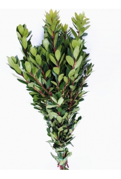 MADROÑO (POMO 80cm)...