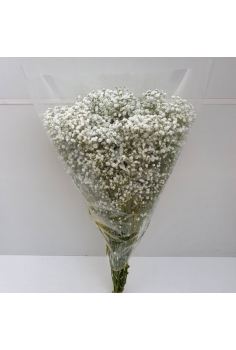 PANICULATA (750gr)...