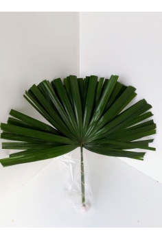 RAPHIS PALM -10 TALLOS....