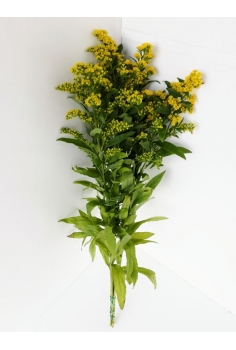 SOLIDAGO FLOR -5 TALLOS-...