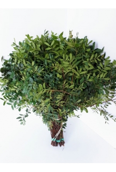 LANTISCO -50 TALLOS- (POMO...