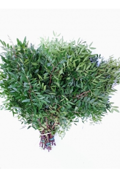 LENTISCO -50 TALLOS- (POMO...