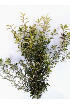 PITTOSPORUM (POMO 60cm)...