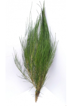 RETAMA FLOR BLANCA (POMO...