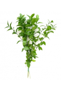 RUSKUS (POMO 50cm)...