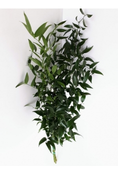 RUSKUS DANAE ITALIANO...