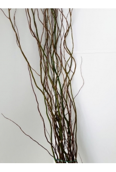 SALIX VERDE -10/12 TALLOS-...