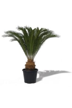 CYCA 3L (alt: 60cm)...