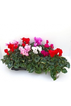 CYCLAMEN MIX C-13 (alt: 30cm)