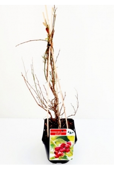 ARANDANO ROJO 1.5L (30cm)...