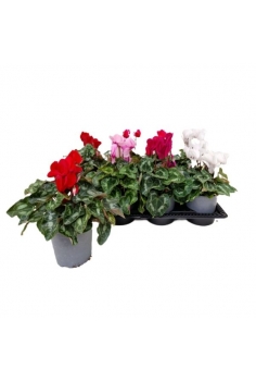 CYCLAMEN MIDI MIX C-12...