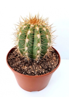 TRICHOCEREUS PASACANA C-20...