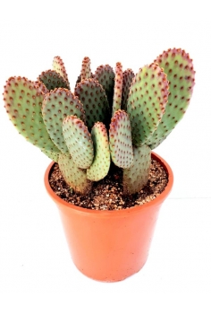 OPUNTIA MICRODYSIS C-22...