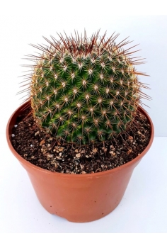 MAMILLARIA SP C-20 (25cm)...