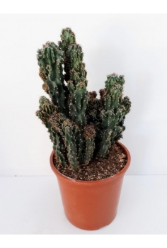 CEREUS MOSNTRUOS C-22...