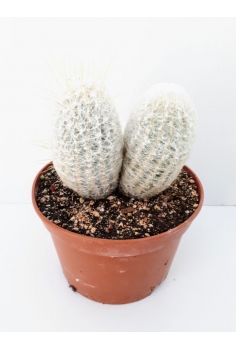 APOSTA NANA C-20 (20cm)...