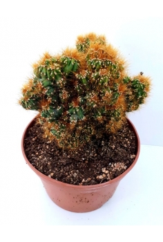 CEREUS MONSTUOSUS C-20...