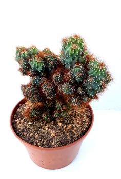 CEREUS MONSTRUOSA C-20...