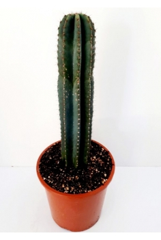 CEREUS PERUVIANUS STICK...