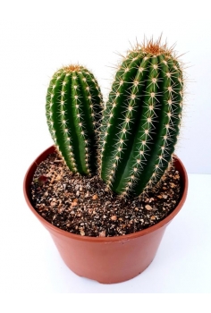 THICHOCEREUS SP C-20 (30cm)...