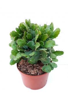 OPUNTIA ROBUSTINA C-20...