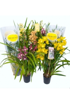 CYMBIDIUM MIX C-14 3varas...