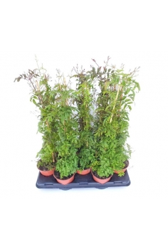 JAZMÍN POLYANTHUM C-13...