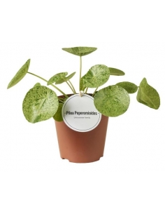 PILEA PEPEROMIOIDES MOJITO...