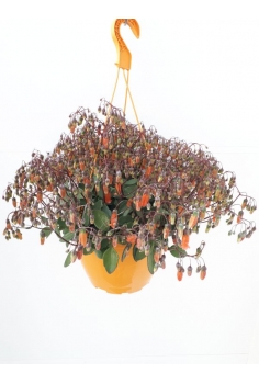 KALANCHOE tessa T-25...