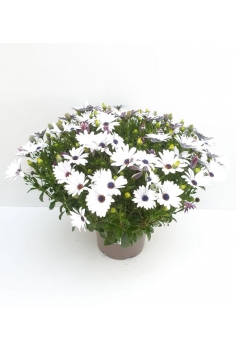 DIMORPHOTECA BLANCA 5L...