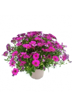 DIMORPHOTECA LILA 5L (alt:...