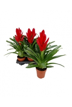 VRIESIA ROJA C-13 (alt:...