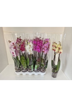 PHALAENOPSIS MIX C-12 (3...