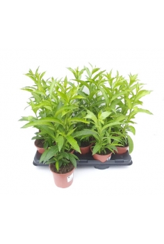 CESTRUM NOCTURNUM C-13...