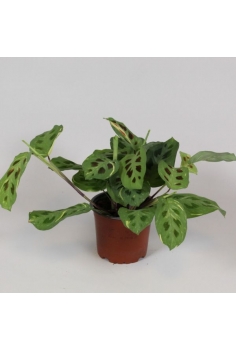 CALATHEA FIESTA C-12 (alt:...