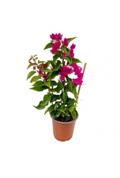 BOUGAINVILLEA ESPALDERA...