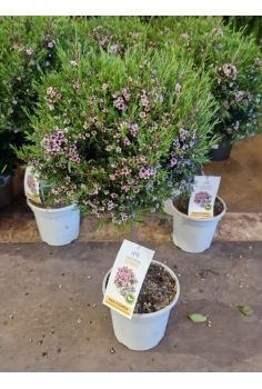 CHAMELACIUM C-20 copa (70cm)