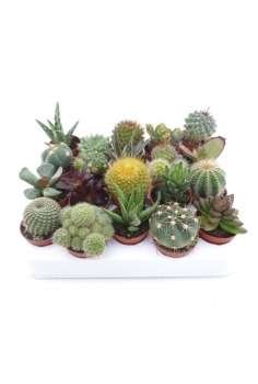 CACTUS/CRASAS MIX EXTRA...