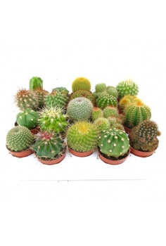 CACTUS C-5,5 EXTRA (10cm)...
