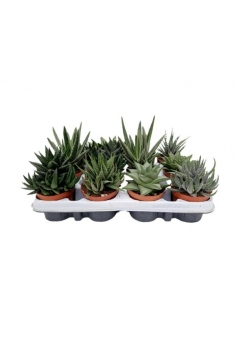 HAWORTIA MIX C-8,5 (12cm)...