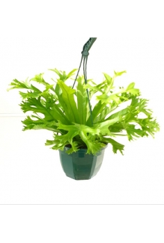 ASPLENIUM RIZADO EXTRA C-18...