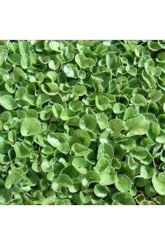 DICHONDRIA BANDEJA (60unds)...