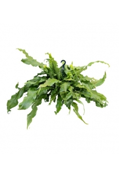 CROCODYLLUS MICROSORUM...