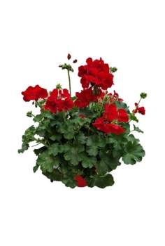 PELARGONIUM HYBRID T-25 +...