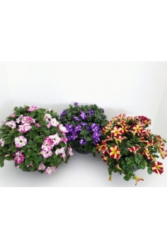 SURFINIA T-25 fantasy...