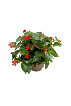 BEGONIA DRAGON WING ROJA...