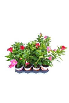 DIPLADENIA MIX C-11 (alt:...