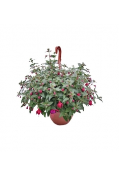 FUCSIA COLGADOR ROJA/lila...